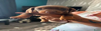 brown&tan 