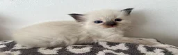 Ragdoll cats for sale: Stunning pure ragdoll kittens - Advert 14