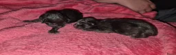 Mixed Breed cats for sale: 8 week old black half maine coone half tabby in Welwyn Garden City - Advert 35