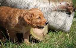 Golden Retriever dogs for sale: Dark Red Kc Registered Golden Retriever Puppies - Image 2