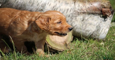 Golden Retriever dogs - Advert 6