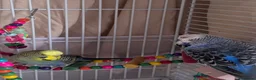 Budgerigars birds for sale: 2 mixed colour budgies for sale, with cage. in West Malling - Advert 3