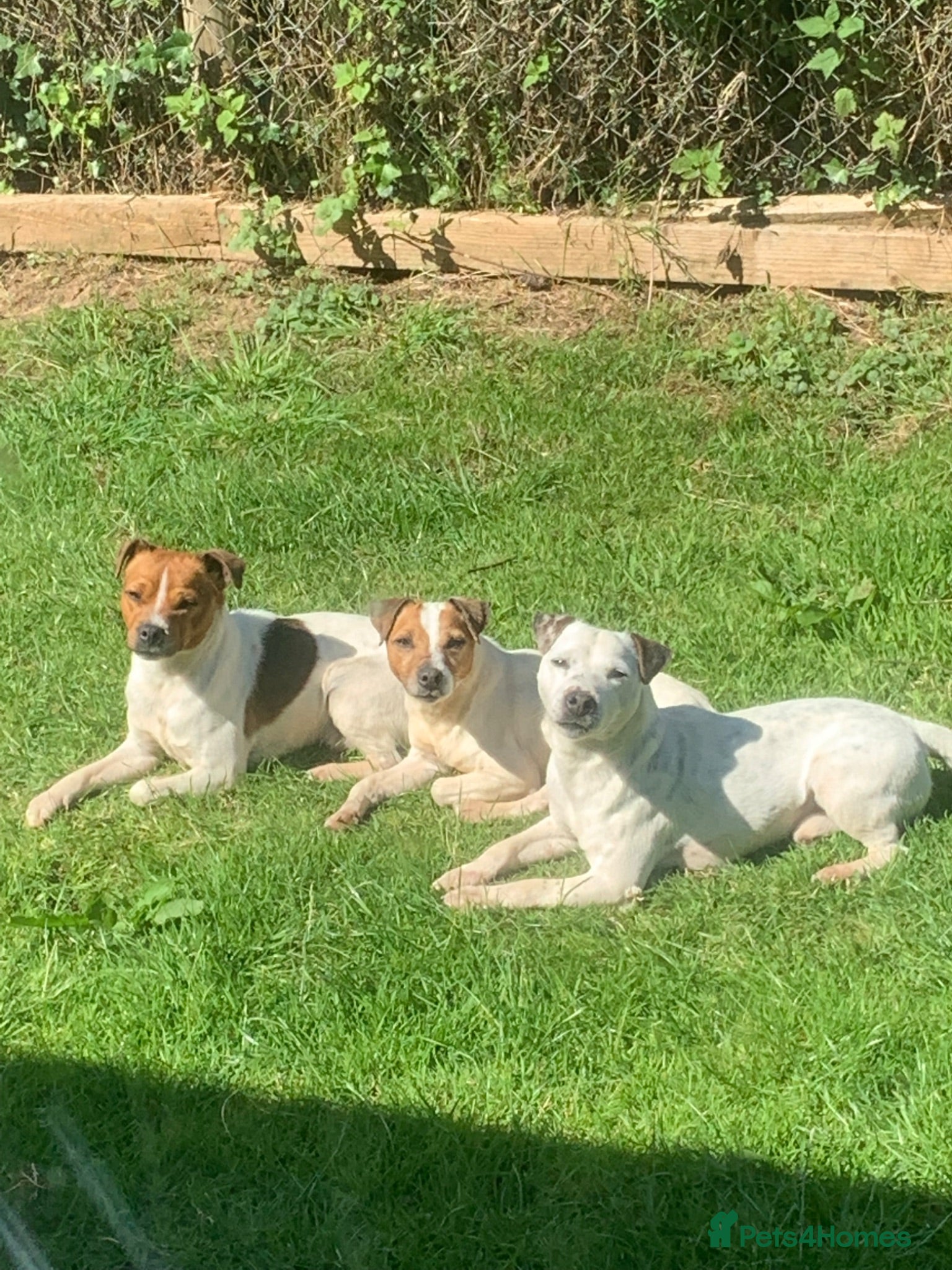 Jack Russell dogs Jack Russell stud dogs - Advert 1