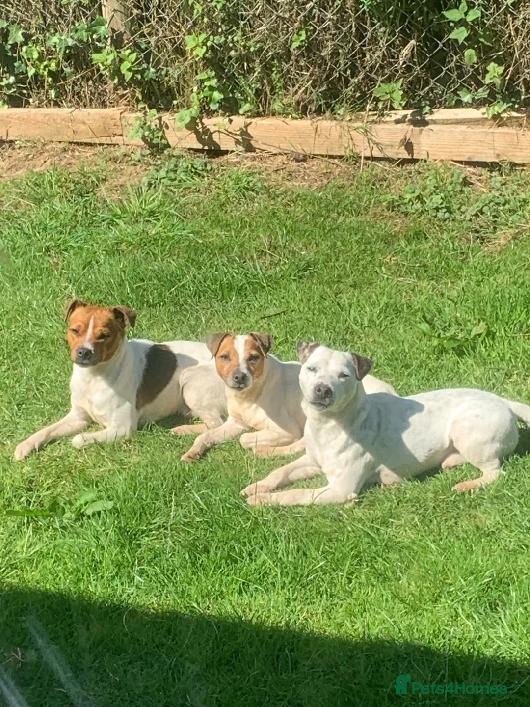 Jack Russell dogs for stud: Jack Russell stud dogs in Ottery Saint Mary - Advert 1