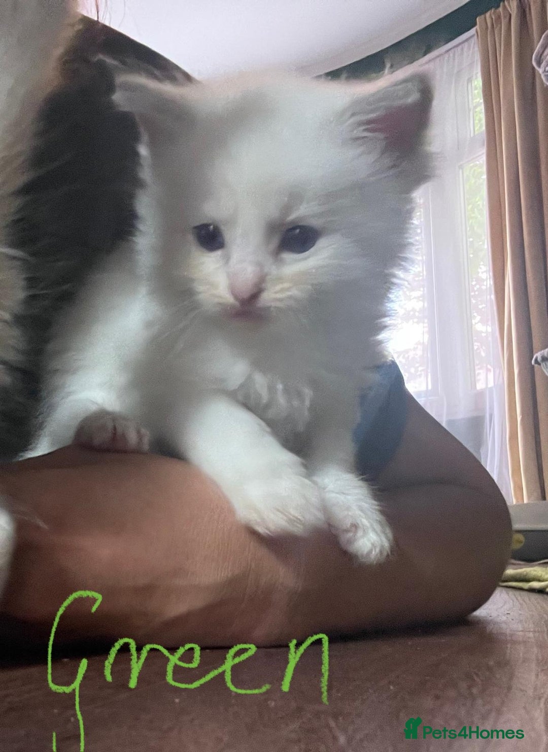 Ragdoll cats for sale: 7 stunning Ragdoll kittens for sale - Image 18