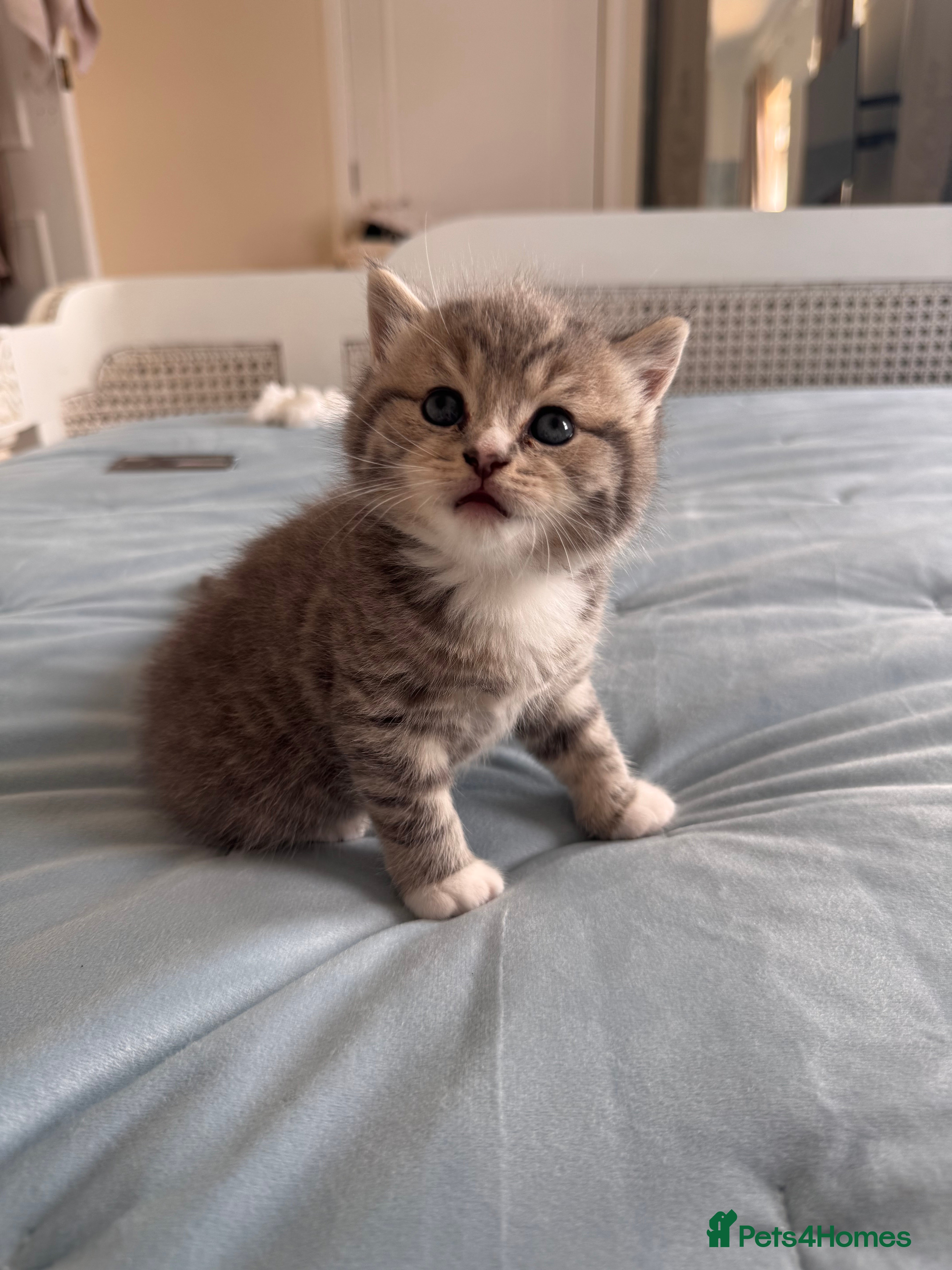 British Shorthair cats Purebred British Shorthair Kittens - Advert 2