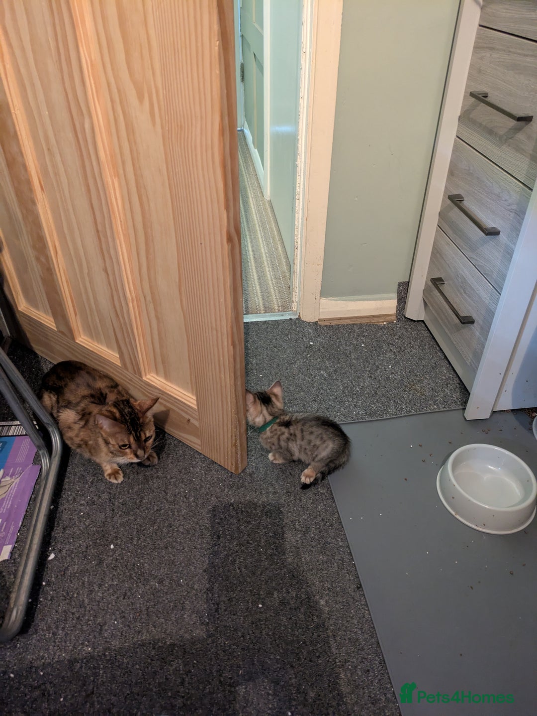Mixed Breed cats for sale: Have two male and 2 female kittens   - Image 3