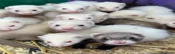 Ferret rodents for sale: Ferret Kits for sale in Huntingdon - Advert 1