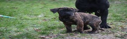 Presa Canario dogs for sale: Presa Canario Puppies (Recognised Breeder) - Advert 8