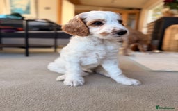 Australian Labradoodle dogs for sale: 🐶READY FOR NEW 🏡 Pure Australian Labradoodle  - Image 5