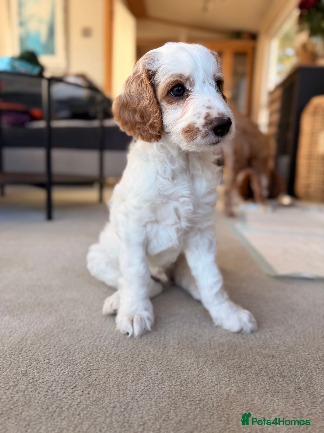 Australian Labradoodle dogs for sale: 🐶READY FOR NEW 🏡 Pure Australian Labradoodle  - Image 5