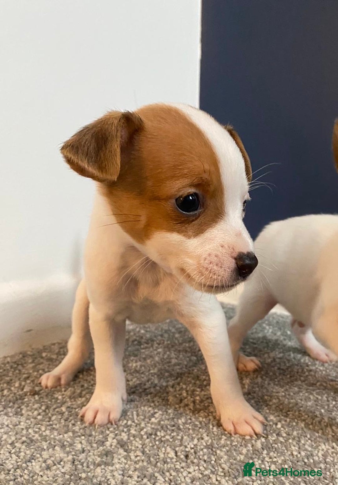 Jack Russell dogs for sale: READY NOW! OutstandingJack Russell puppies - Advert 8