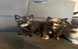 Mixed Breed cats for sale: Beautiful Kittens For sale  - Image 5