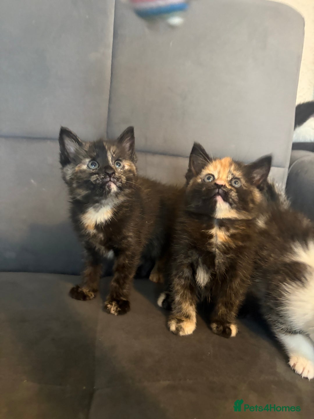 Mixed Breed cats for sale: Beautiful Kittens For sale  - Image 5