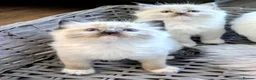 Ragdoll cats for sale: Ragdoll Kittens - Advert 6