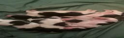 Shih Tzu dogs for sale: Imperial Shih Tzu in Hull - Advert 1