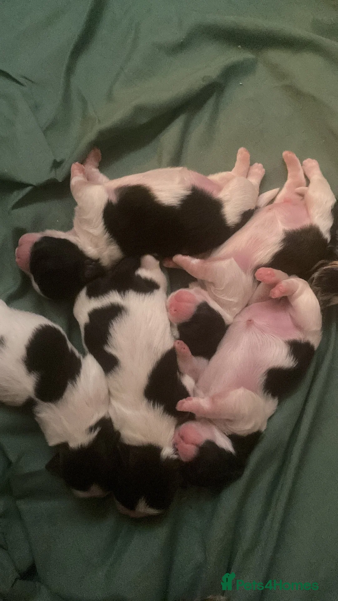 Shih Tzu dogs for sale: Imperial Shih Tzu in Hull - Advert 1