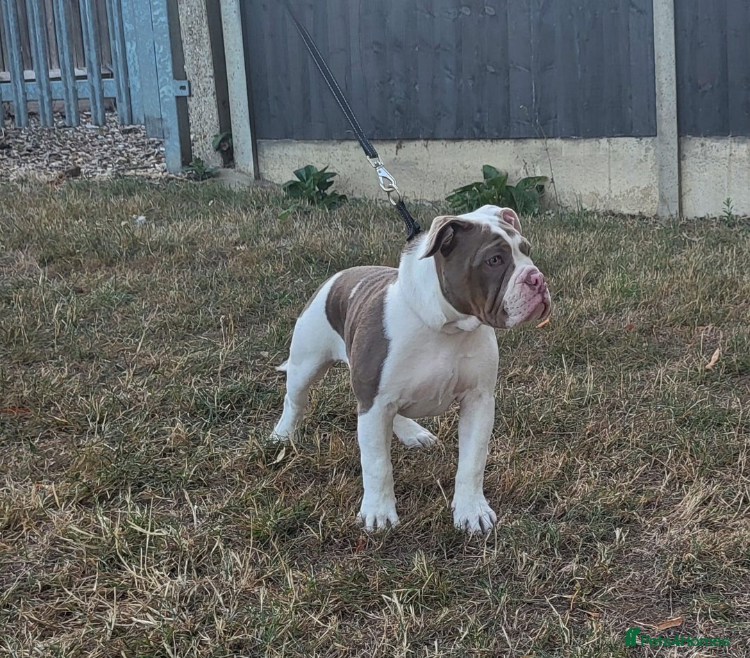 Olde English Bulldogge dogs for stud: Olde English bulldog stud  - Image 7