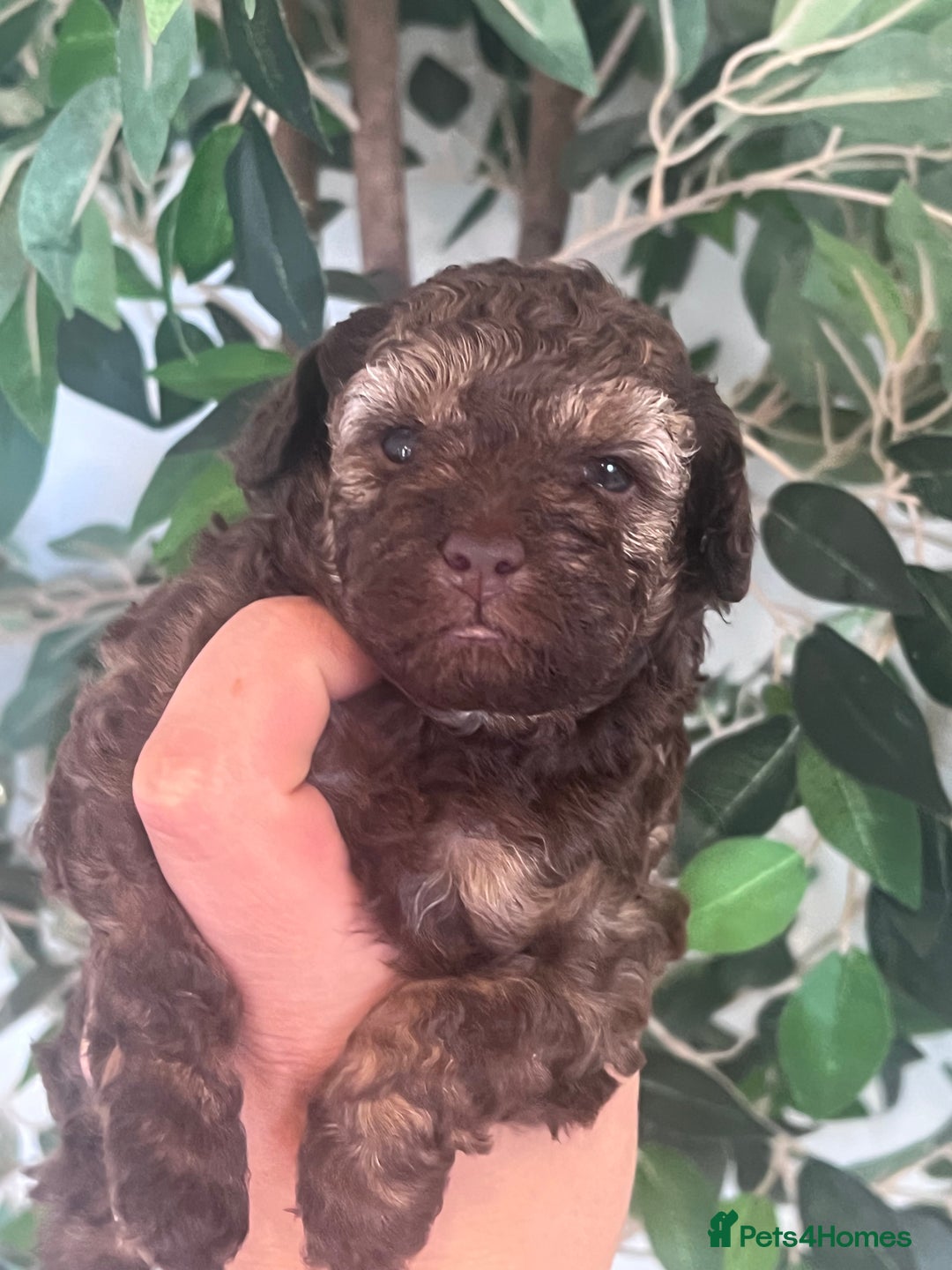Miniature Poodle dogs for sale: MARLE miniature poodles - Image 8