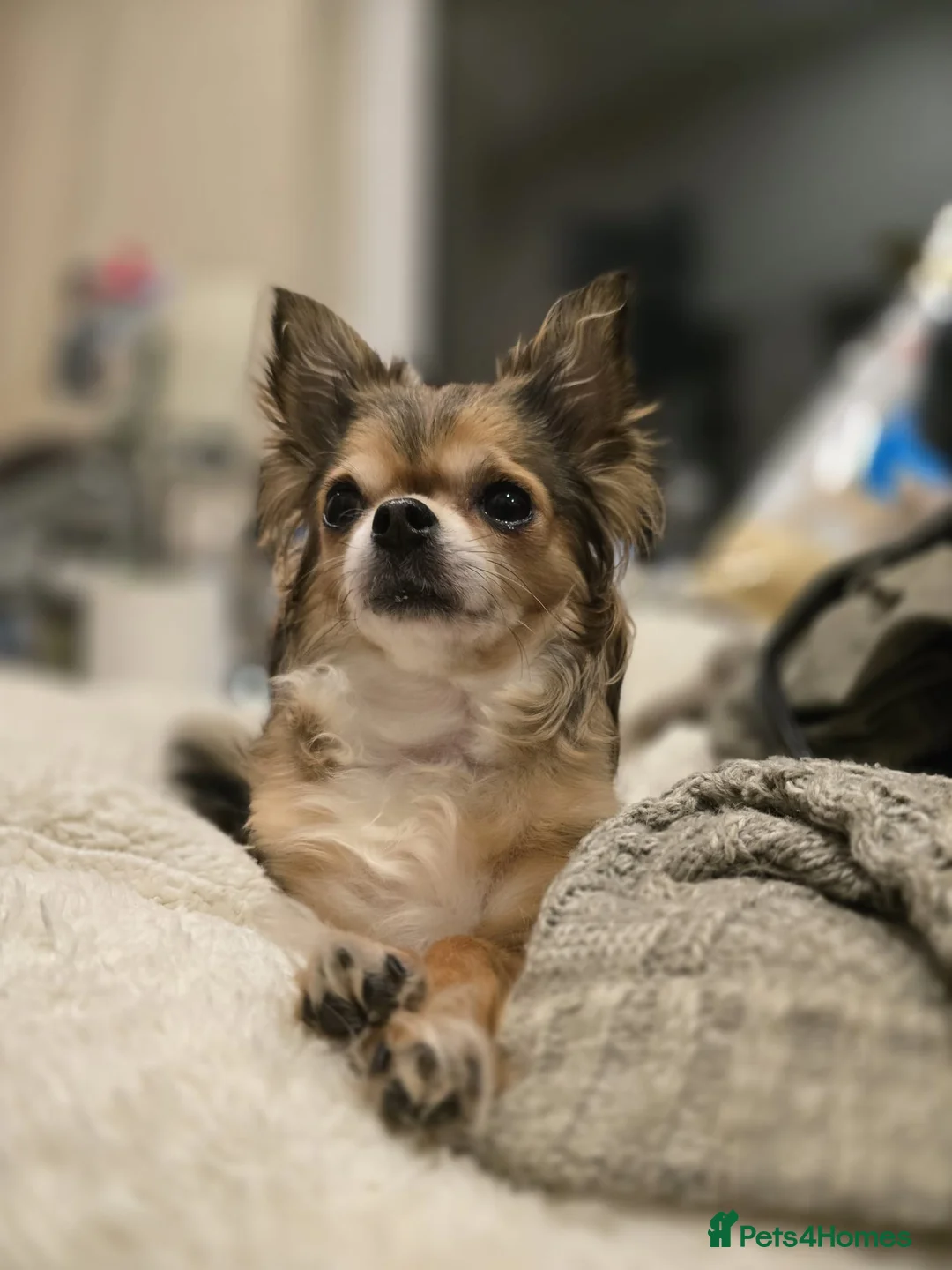 Chihuahua dogs for sale: 🐾 **  Long-Haired Chihuahua Puppy–Deer Head🐾 - Advert 5