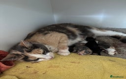 Domestic Shorthair cats for sale: 🐾 Playful, Affectionate Kittens - Image 15