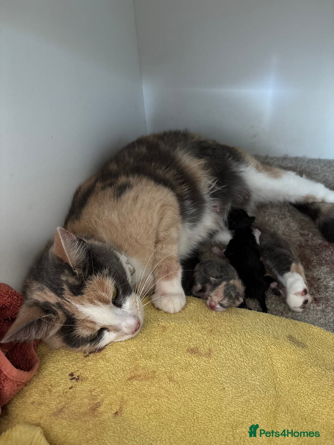 Domestic Shorthair cats for sale: 🐾 Playful, Affectionate Kittens - Image 15
