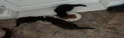 Mixed Breed cats for sale: Black male kitten looking for forever home! - Advert 8