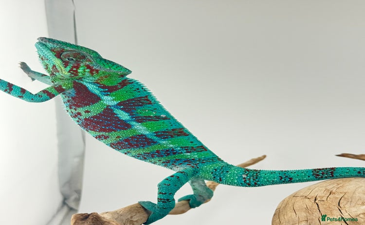Chameleon reptiles - Advert 3