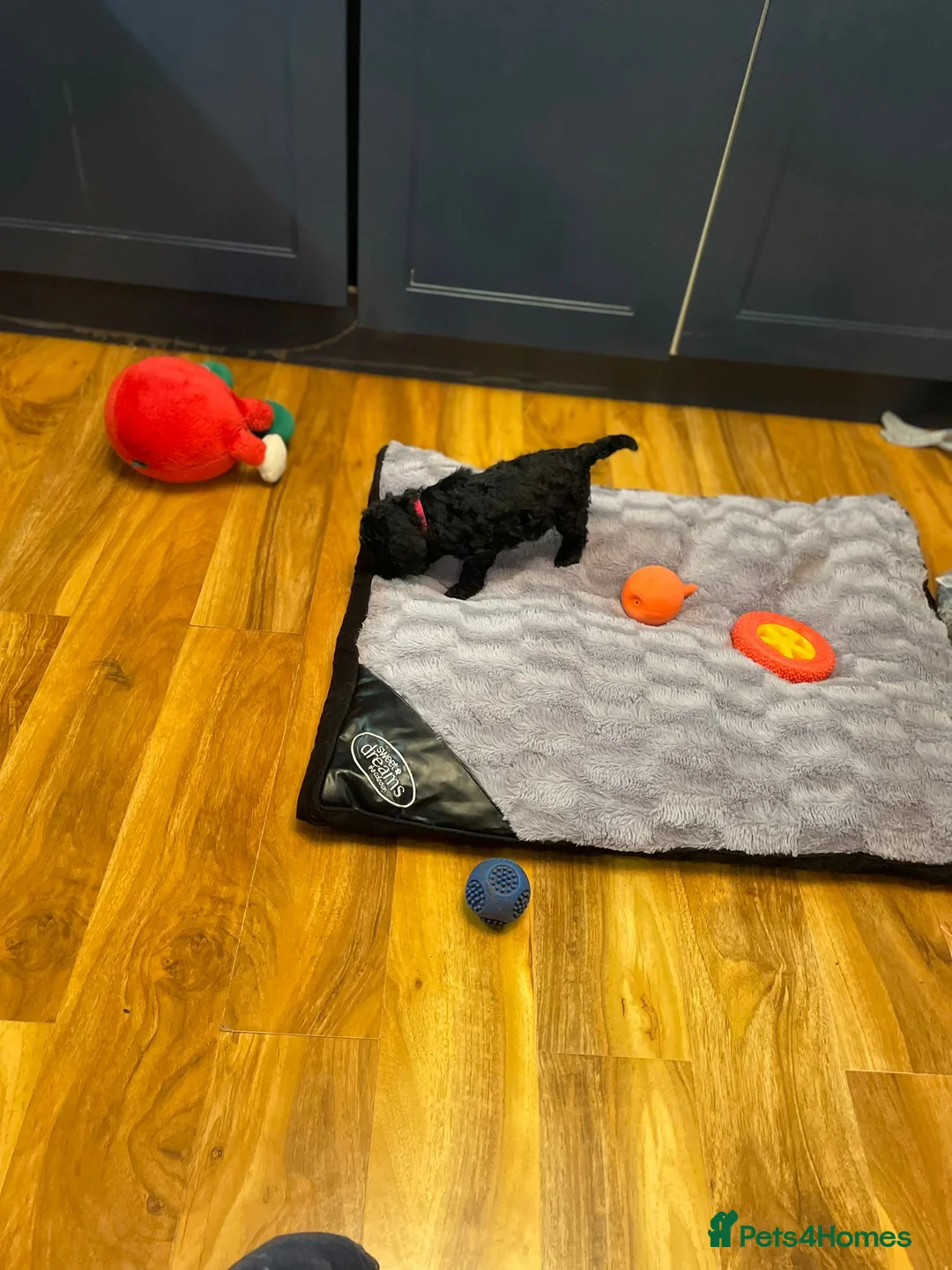 Cockapoo dogs for sale: Rare Black Tightly Curled Cockapoo Puppies - Advert 17