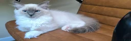 Ragdoll cats for sale: Beautiful ragdolls READY TO LEAVE FOR NEW HOME  - Advert 12