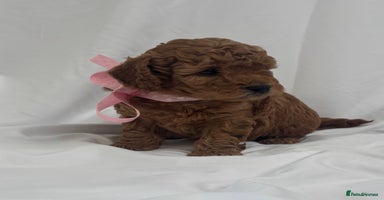 Cavapoo dogs - Advert 9
