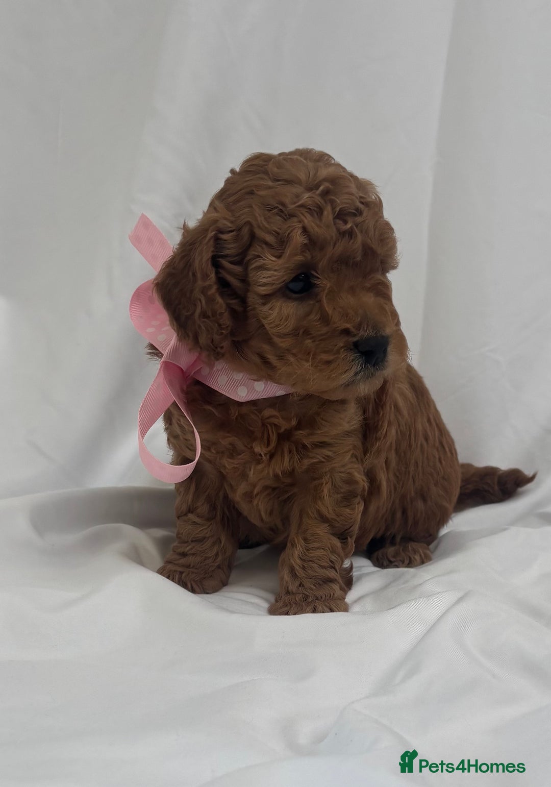 Cavapoo dogs for sale:  GORGEOUS EXTENSIVELY HEALTH TESTED TOY CAVAPOOS - Image 2