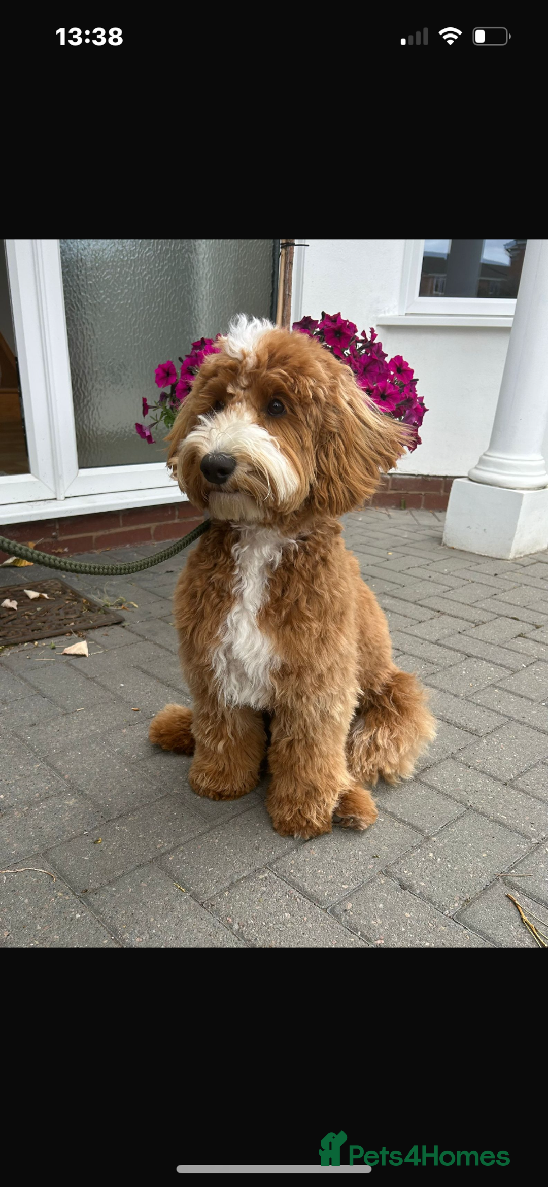 Australian Labradoodle dogs for stud: 💯 pure Australian Cobberdog  - Advert 10