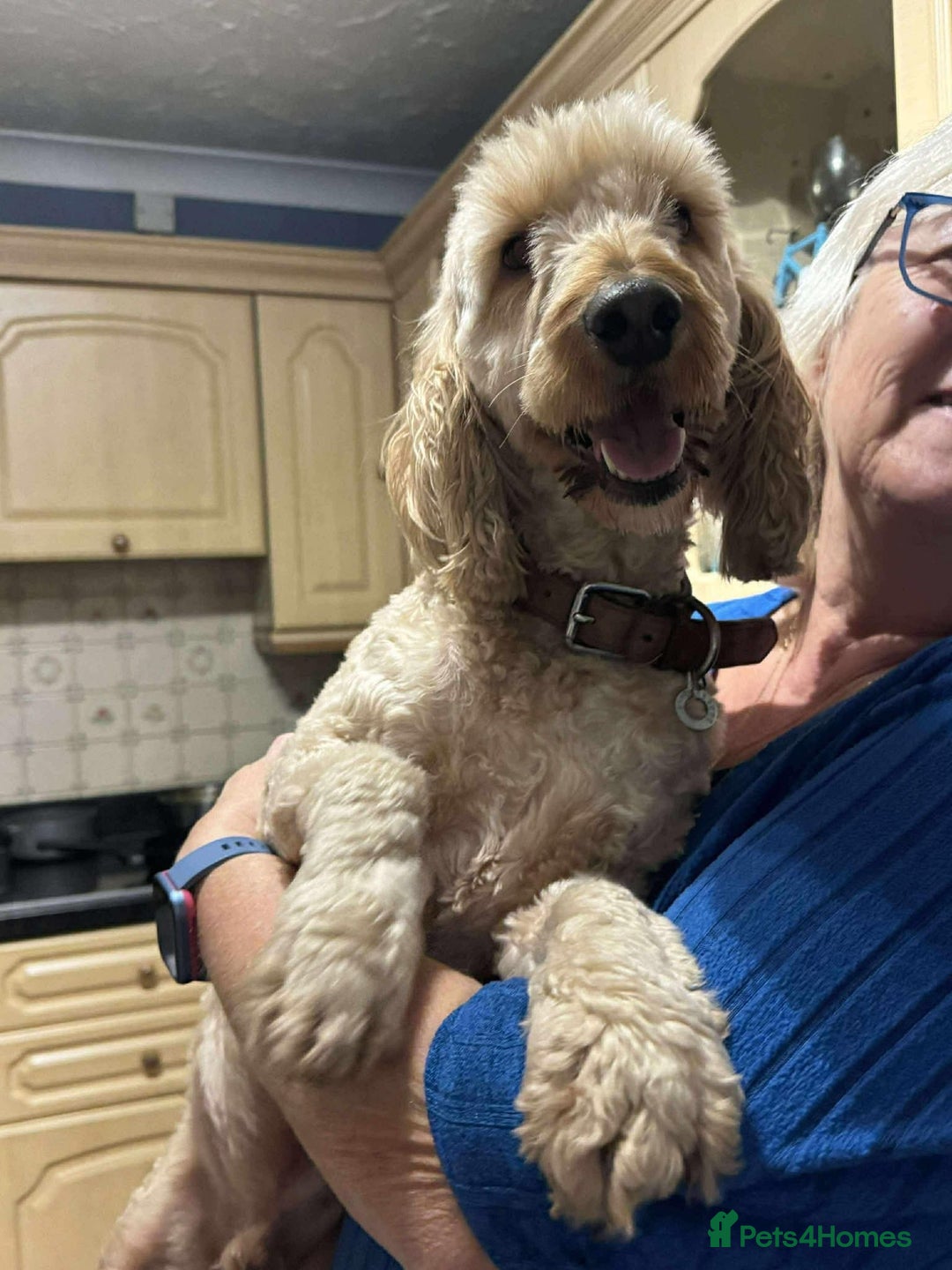 Cockapoo dogs for adoption: George - Hingham Norfolk  - Advert 2
