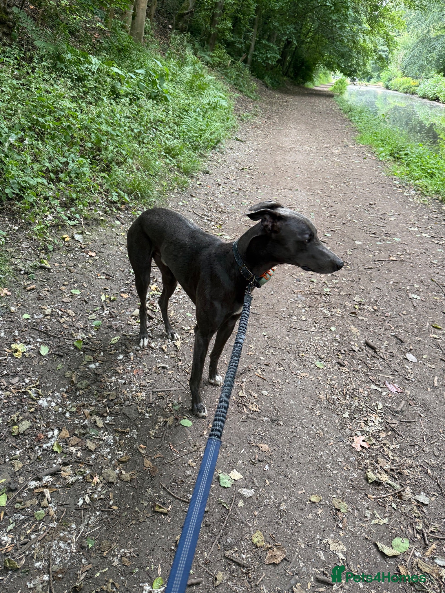 Lurcher dogs Bluey  - Advert 1