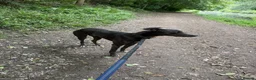 Lurcher dogs for stud: Bluey  in Ashton-under-Lyne - Advert 1