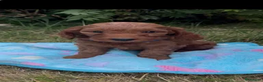 Cockapoo 1