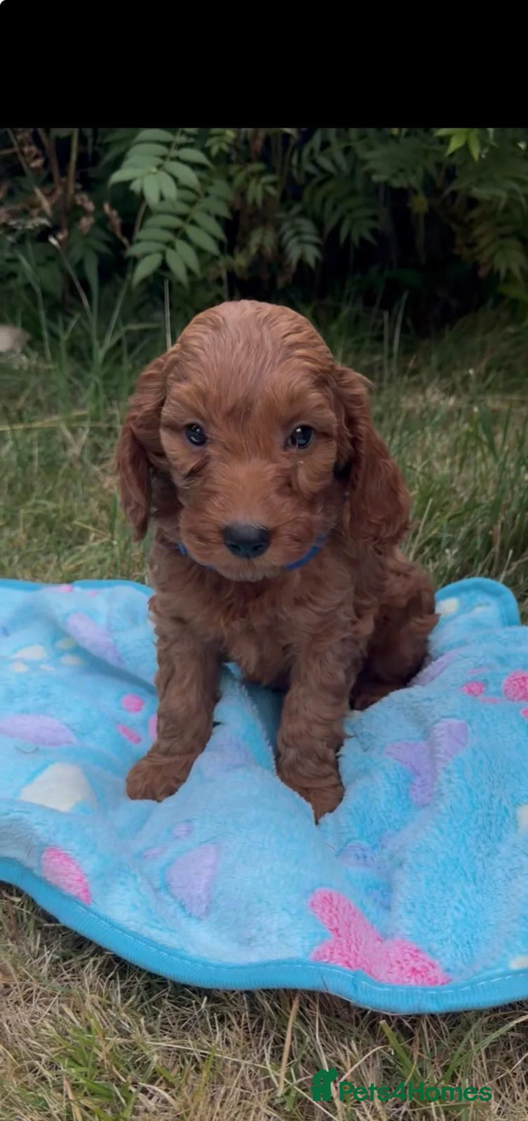 Cockapoo dogs for sale: Adorable F1 - Advert 2