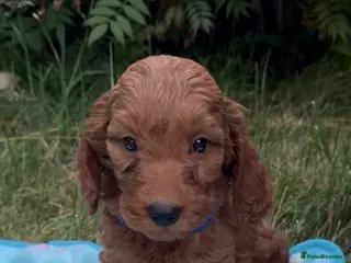 Cockapoo dogs Adorable F1 - Advert 2