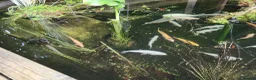 Koi Carp fish for sale: Pond Clearance  - Advert 13
