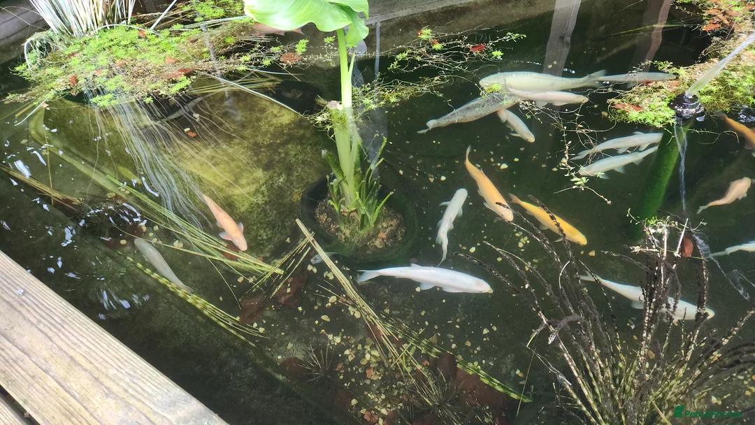 Koi Carp fish for sale: Pond Clearance  - Advert 13
