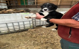 Border Collie dogs for sale: Border Collie Puppies for sale - Image 4