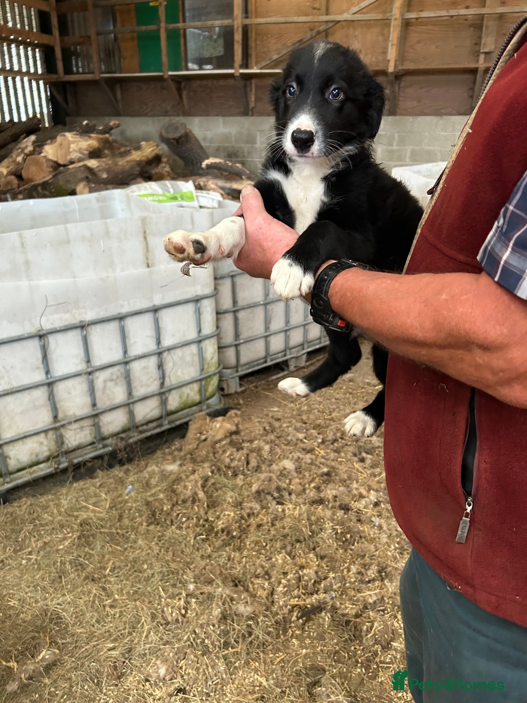 Border Collie dogs for sale: Border Collie Puppies for sale - Image 4
