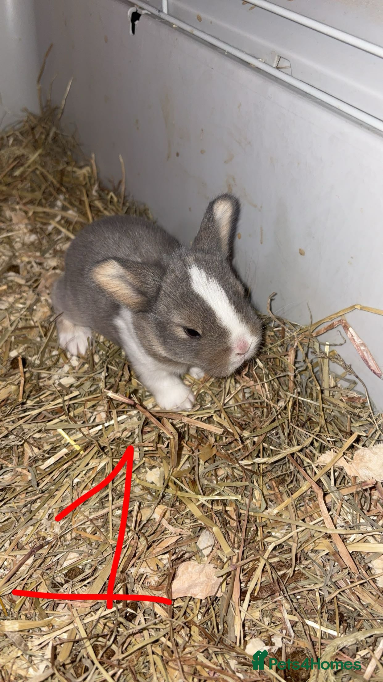 Mini Lop rabbits 4 pure breed mini lop - Advert 12