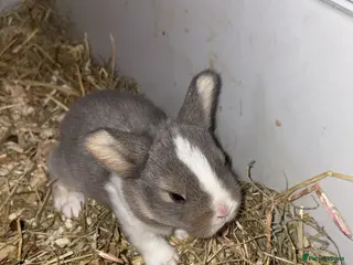 Mini Lop rabbits 4 pure breed mini lop - Advert 12
