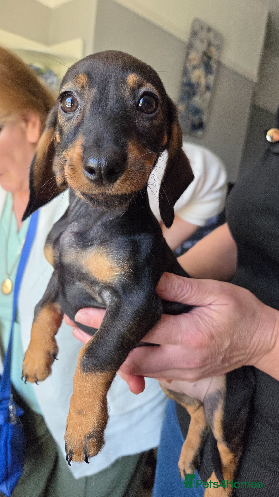 Dachshund dogs Beautiful Female Daschund Puppy - Advert 1