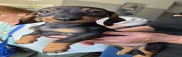 Dachshund dogs for sale: Beautiful Female Daschund Puppy in London - Advert 1
