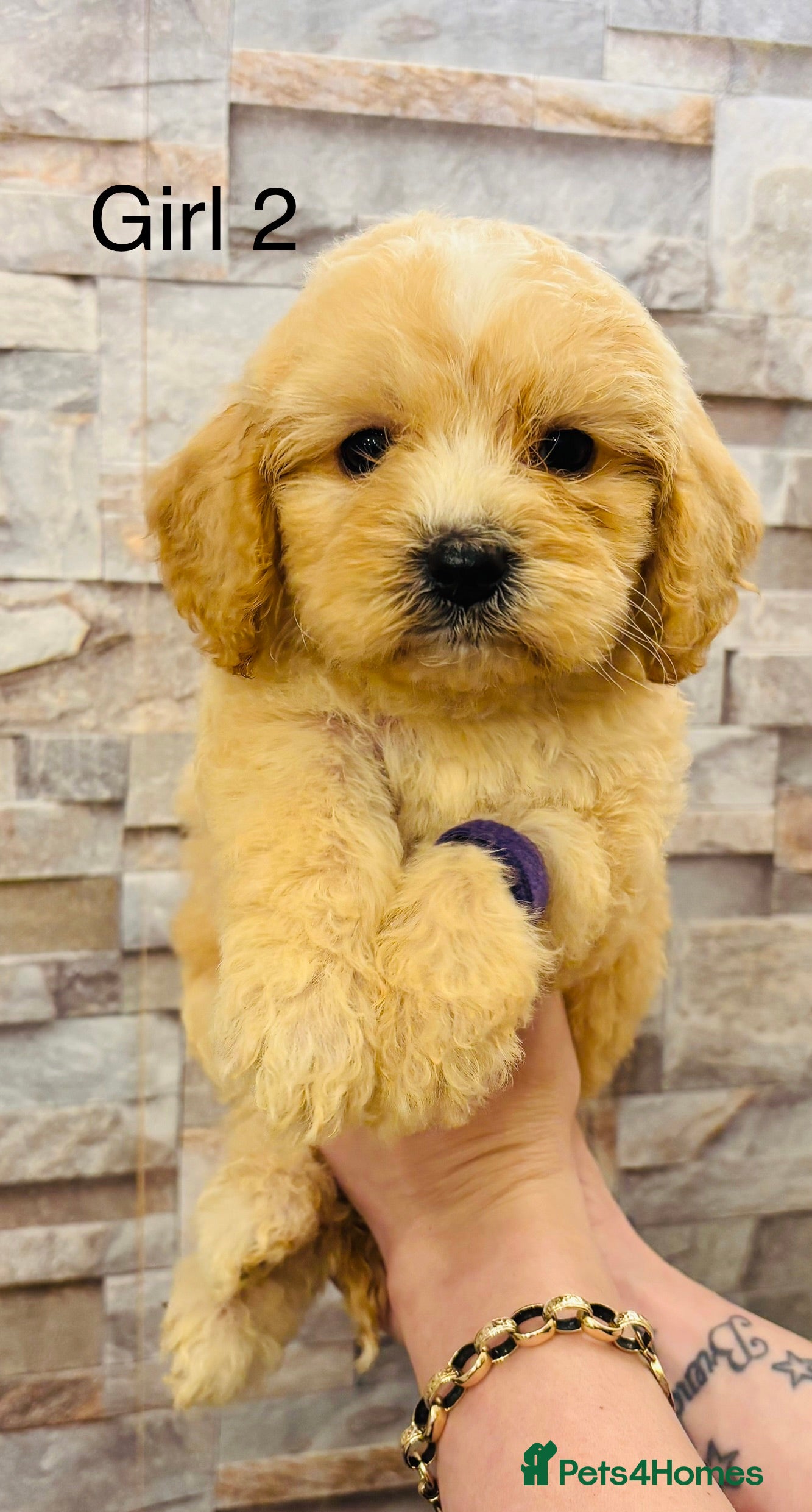 Cavapoochon dogs Stunning Cavapoochon puppies  - Advert 1