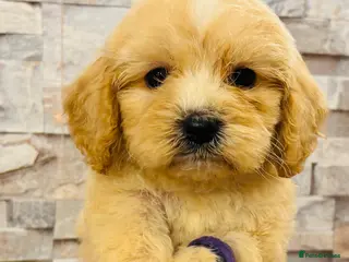 Cavapoochon dogs Stunning Cavapoochon puppies - Advert 1