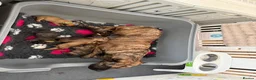 Presa Canario dogs for sale: 7 Gorgeous Chunky Presa Canarios For Sale - Advert 18